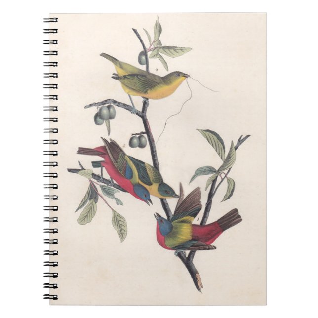 Caderno Espiral Animais Selvagens de Aves Pintadas com Audubon (Frente)