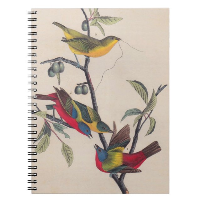 Caderno Espiral Animais Selvagens de Aves Pintadas com Audubon (Frente)