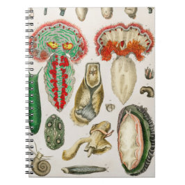 Caderno Espiral Animal com Ilustração de Tentáculos