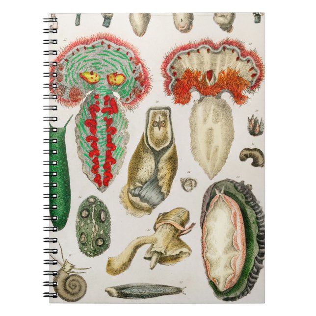 Caderno Espiral Animal com Ilustração de Tentáculos (Frente)