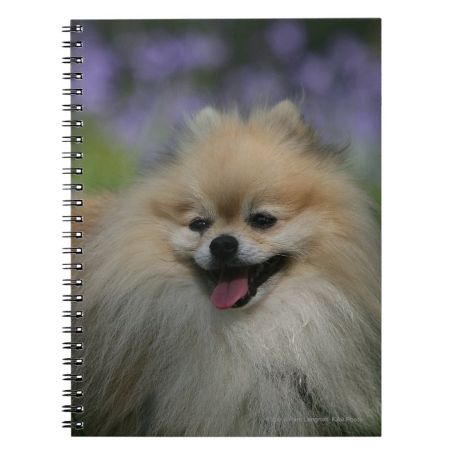 Caderno Espiral Ânsia de Pomeranian (Frente)