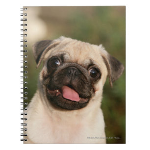 Caderno Espiral Ânsia do filhote de cachorro do Pug da jovem cor
