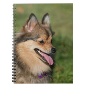 Caderno Espiral Ânsia do Headshot de Pomeranian