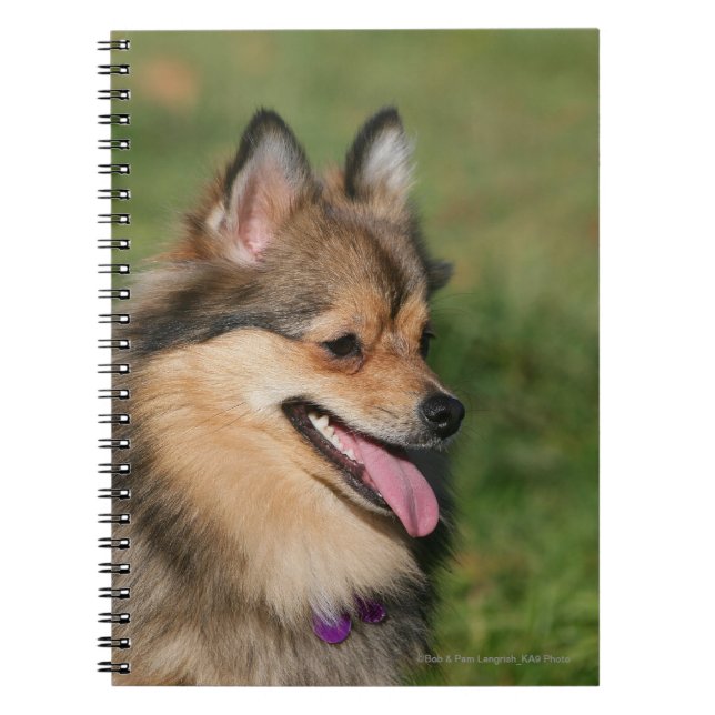 Caderno Espiral Ânsia do Headshot de Pomeranian (Frente)