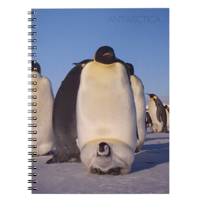 Caderno Espiral Antártica, bando de pinguins fotografados (Frente)