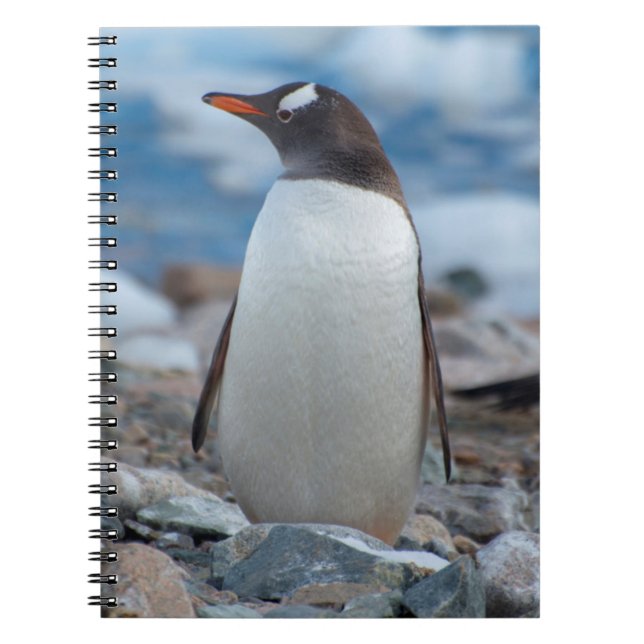 Caderno Espiral Antártica. Neko Harbour. Gentoo Penguin (Frente)