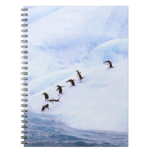 Caderno Espiral Antártica, Península Antártica. Chinstrap
