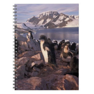Caderno Espiral Antártida, filhotes de pinguim Adelie