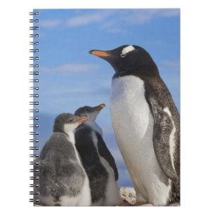 Caderno Espiral Antártida, Neko Cove (Porto). Pinguim-de-gentes 2