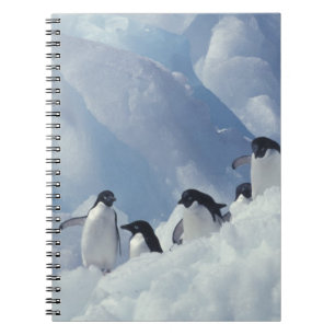 Caderno Espiral Antártida. Pinguins-de-adélia
