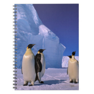 Caderno Espiral Antártida, Território Antártico Australiano, 7