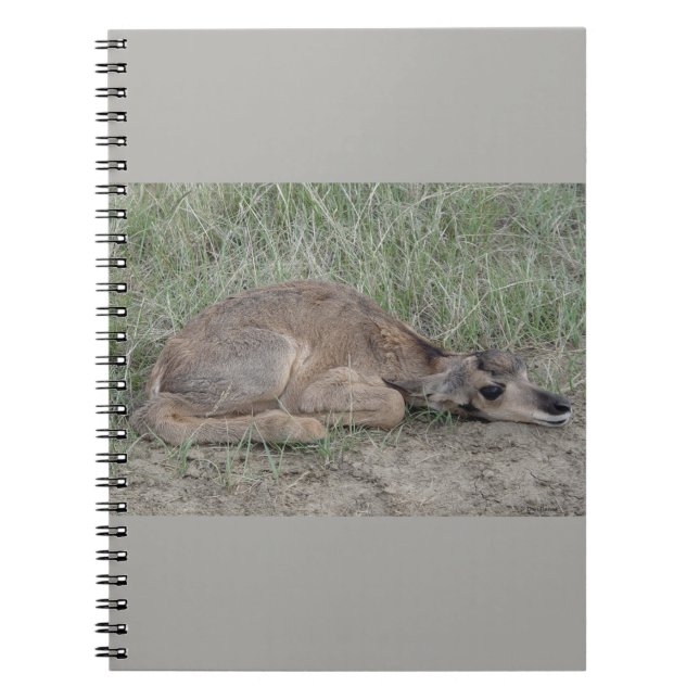 Caderno Espiral Antílope de Pronghorn do bebê A6 (Frente)