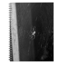 Aranha de porão