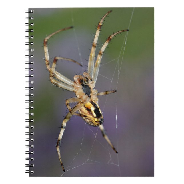 Caderno Espiral Aranha em sua teia (Frente)