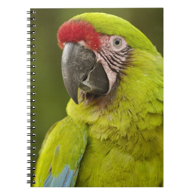 Caderno Espiral Arara-canindé (Frente)