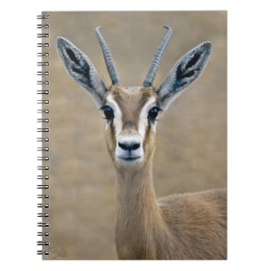 Caderno Espiral Ariel Notebook