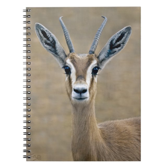 Caderno Espiral Ariel Notebook (Frente)