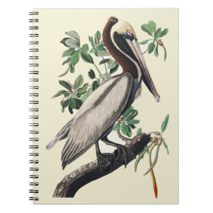 Caderno Espiral Arte de Pássaro Costeiro de Pelicano Marrom Audubo