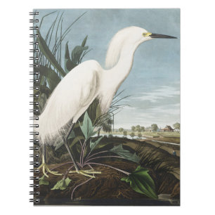 Caderno Espiral Arte de Pássaro da Garça Grande Branca de Audubon