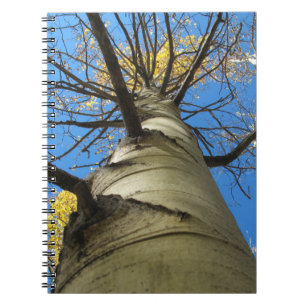 Caderno Espiral Árvore alta de Aspen Quaking