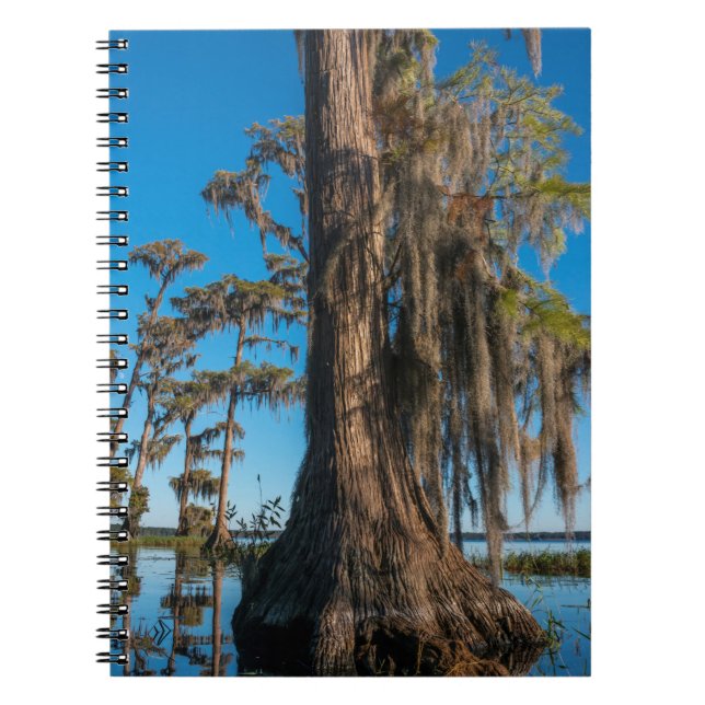 Caderno Espiral Árvore de Cipreste em um Pântano (Frente)