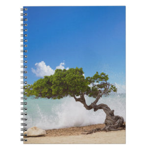Caderno Espiral Árvore Divi Divi, Praia Eagle, Aruba, Caribe