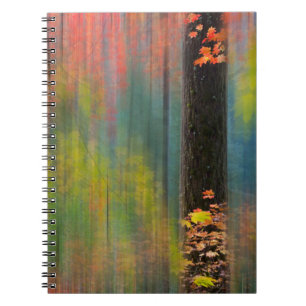 Caderno Espiral Árvores de bordo Parque Estadual Silver Falls