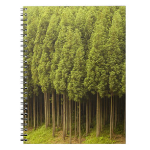 Caderno Espiral Árvores de cedro de Koya Sugi