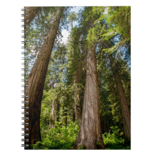 Caderno Espiral Árvores de Cedro Vermelho Ocidental