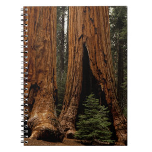 Caderno Espiral Árvores Redwood, Parque Nacional Sequoia.