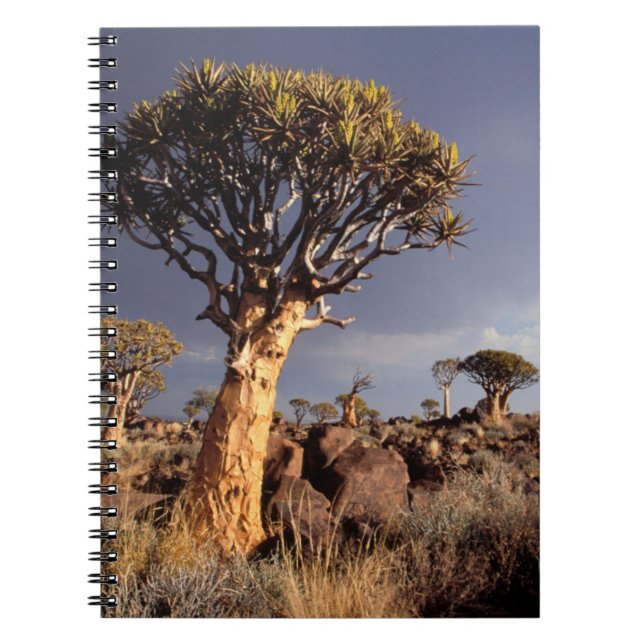 Caderno Espiral Árvores Silvestres (Aloe Dichotoma) (Frente)