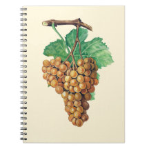 As uvas do "blanc terret", cor: buttercream