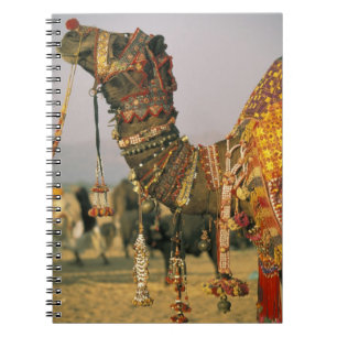 Caderno Espiral Ásia, Índia, Pushkar. Camelo Shamu, Pushkar