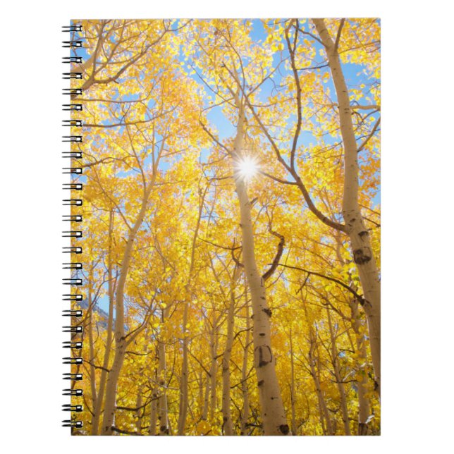 Caderno Espiral Aspen Árvores | Serra Nevada, CA (Frente)