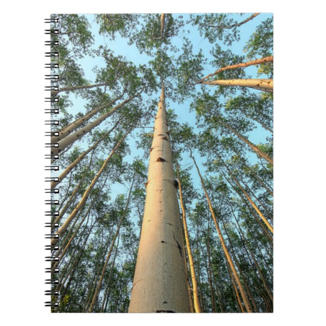 Caderno Espiral Aspen Trunfos E Folhas, Yukon (Frente)