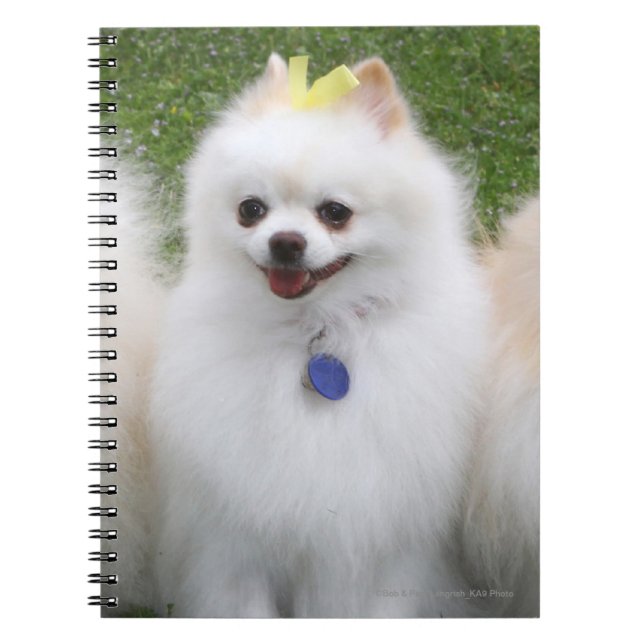 Caderno Espiral Assento de 3 Pomeranians (Frente)