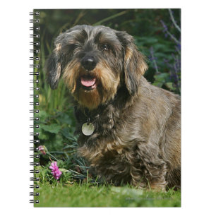 Caderno Espiral assento padrão Fio-de cabelo do Dachshund