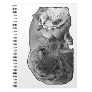 Caderno Espiral Ata do Canto da Paz