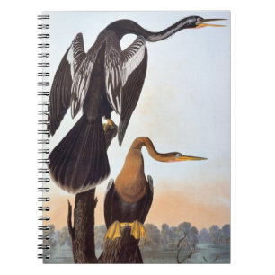 Caderno Espiral Audubon: Anhinga