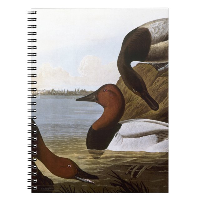 Caderno Espiral Audubon: Canvasback (Frente)