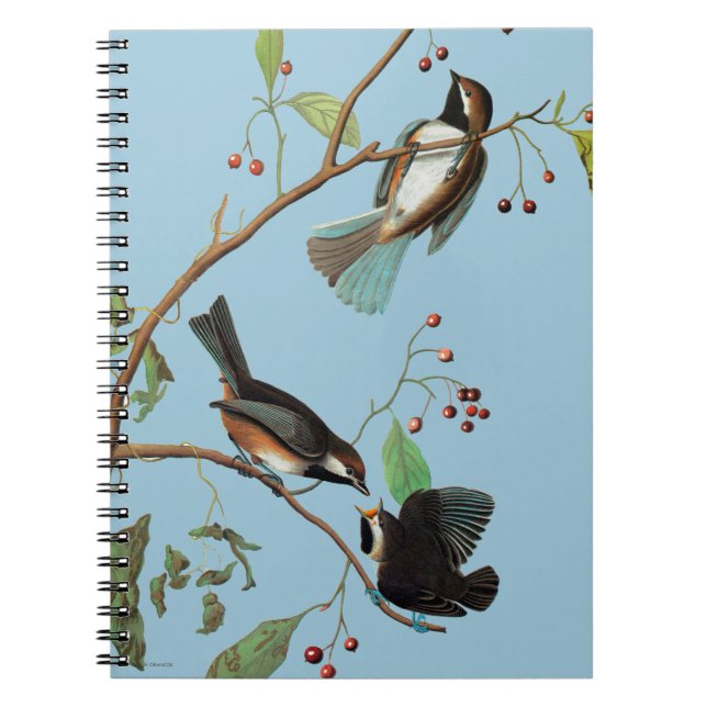 Caderno Espiral Audubon: Chickadee (Frente)