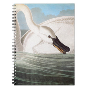 Caderno Espiral Audubon: Cisne de trompetista