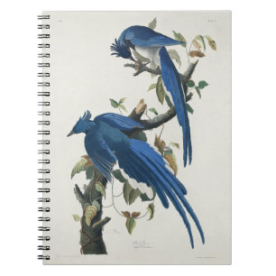 Caderno Espiral Audubon Columbia Jay Black Throated Magpie Jay