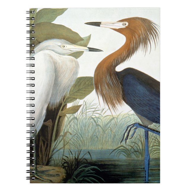 Caderno Espiral Audubon: Egret avermelhado ou garça-real roxa (Frente)