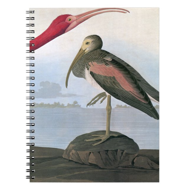 Caderno Espiral Audubon: Escarlate dos íbis (Frente)