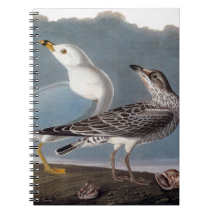 Caderno Espiral Audubon: Gaivota Anel-Faturada