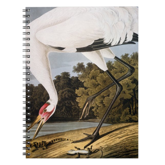 Caderno Espiral Audubon: Guindaste gritando (Frente)