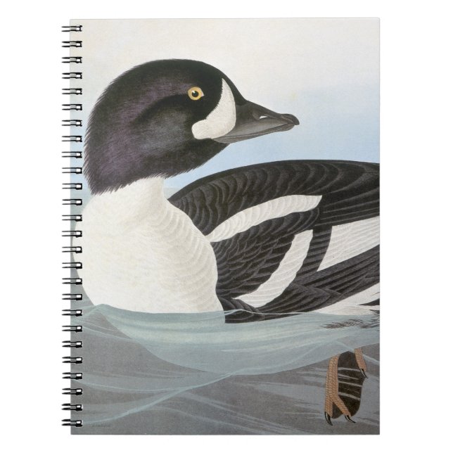 Caderno Espiral Audubon: O Goldeneye do carrinho de mão (Frente)