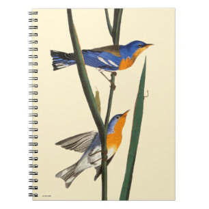 Caderno Espiral Audubon: Toutinegra