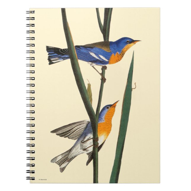 Caderno Espiral Audubon: Toutinegra (Frente)